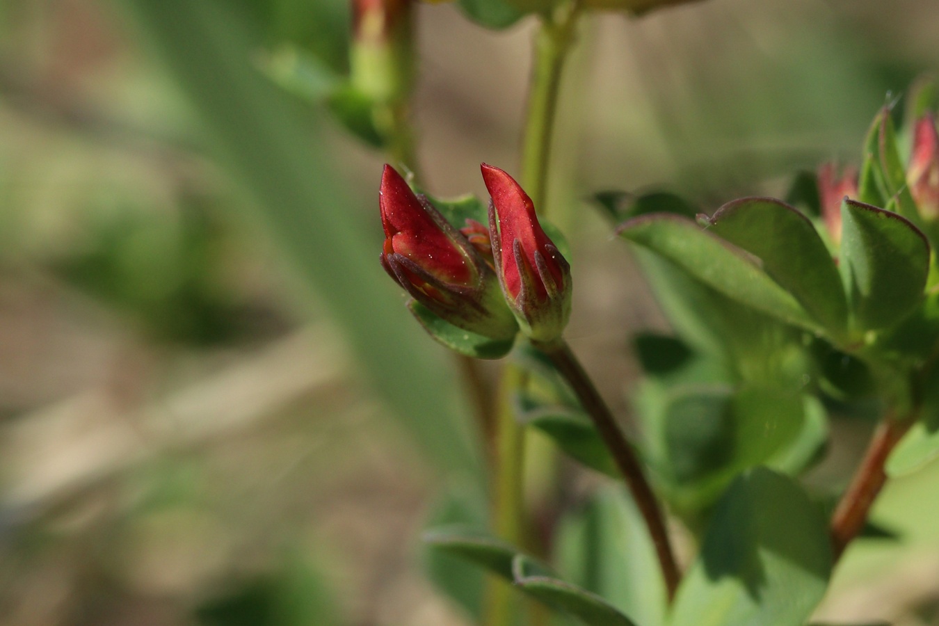 Image of Lotus ruprechtii specimen.