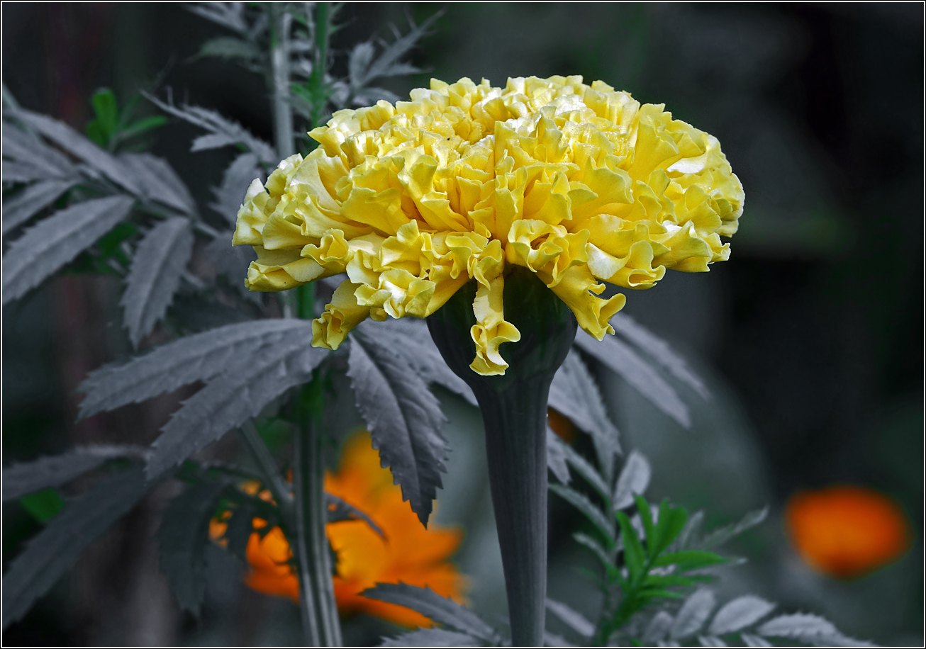 Изображение особи Tagetes erecta.