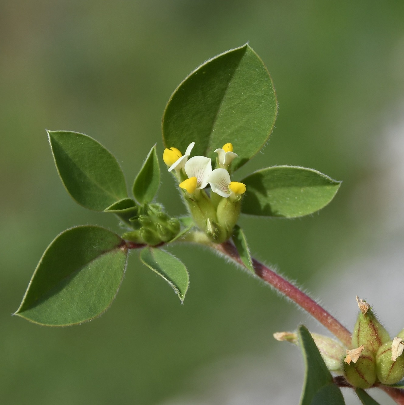 Image of Tripodion tetraphyllum specimen.