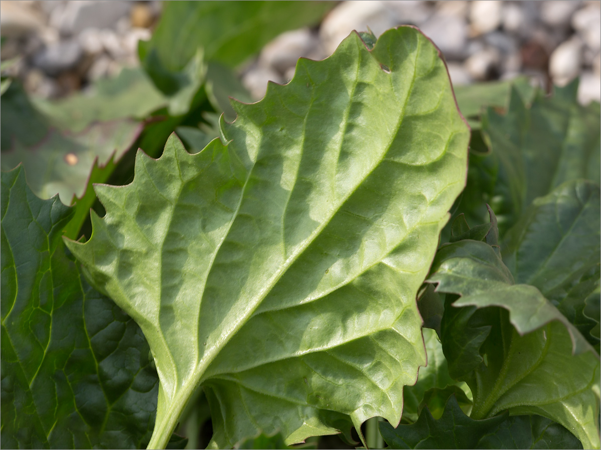 Image of Blitum virgatum specimen.