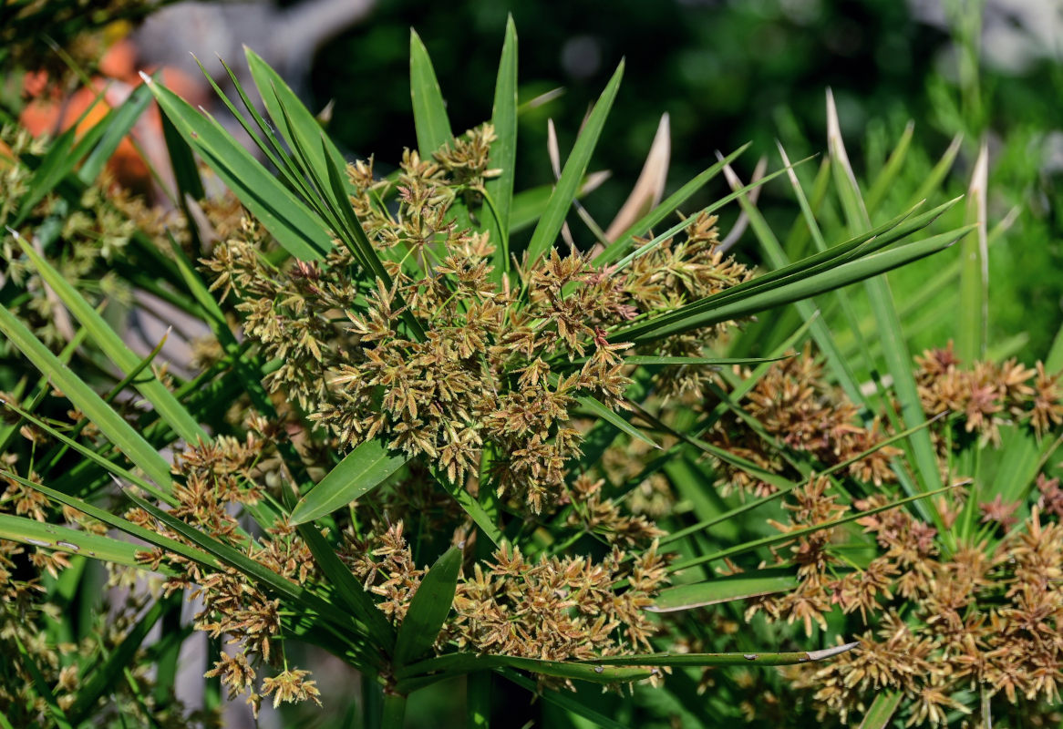 Image of Cyperus involucratus specimen.