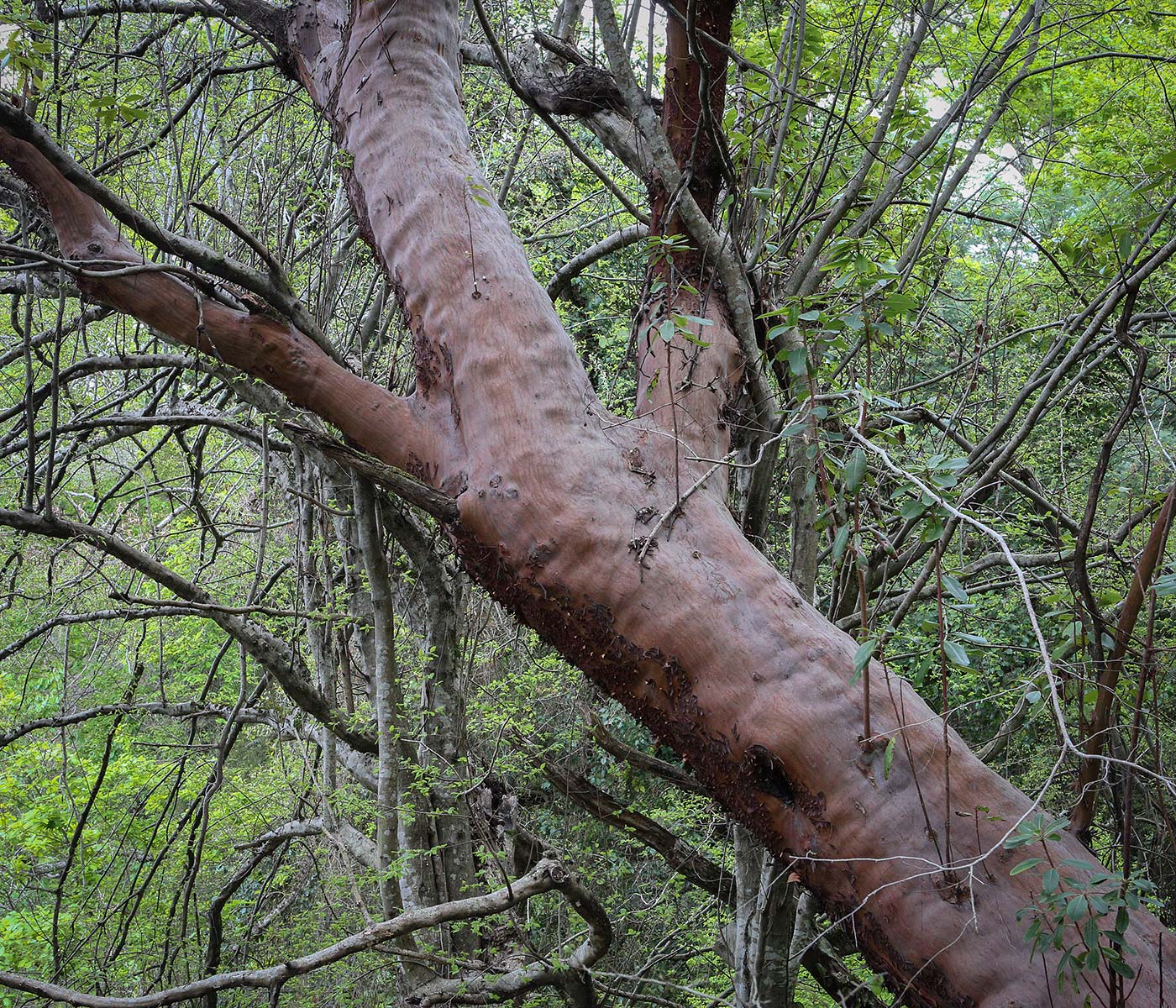 Image of Arbutus andrachne specimen.