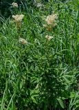 Filipendula ulmaria. Цветущее растение. Оренбургская обл., Кувандыкский гор. округ, Карагай-Губерлинское ущелье, влажный луг. 04.07.2023.