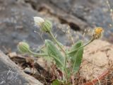 Crepis kotschyana