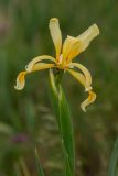 Iris halophila. Цветок с ползающими муравьями. Ставропольский край, окр. Сенгелеевского озера. 11.05.2023.