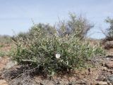 Convolvulus fruticosus