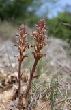 Orobanche grenieri