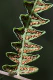 Image of specimen