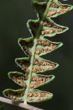 Thelypteridaceae