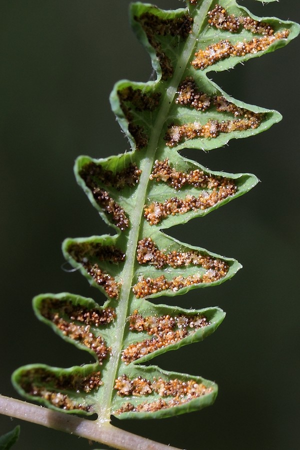 Изображение особи Thelypteris palustris.