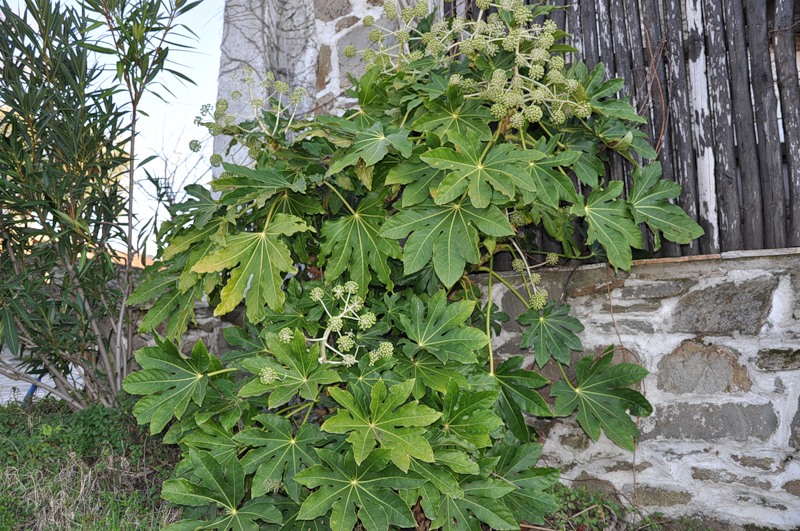 Изображение особи Fatsia japonica.