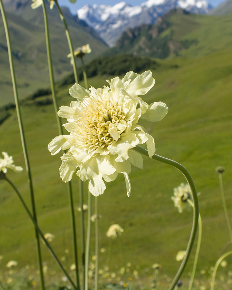 Изображение особи Cephalaria balkharica.