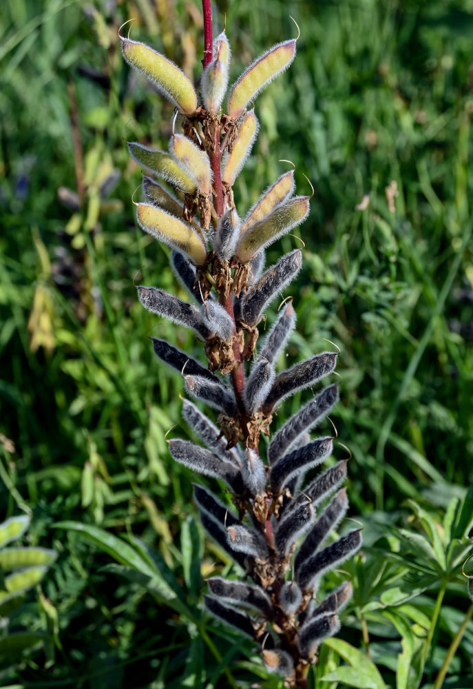 Image of Lupinus polyphyllus specimen.