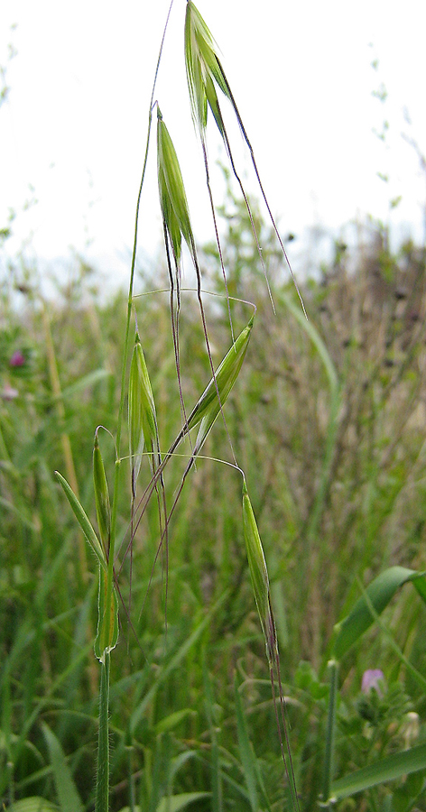 Image of Avena clauda specimen.