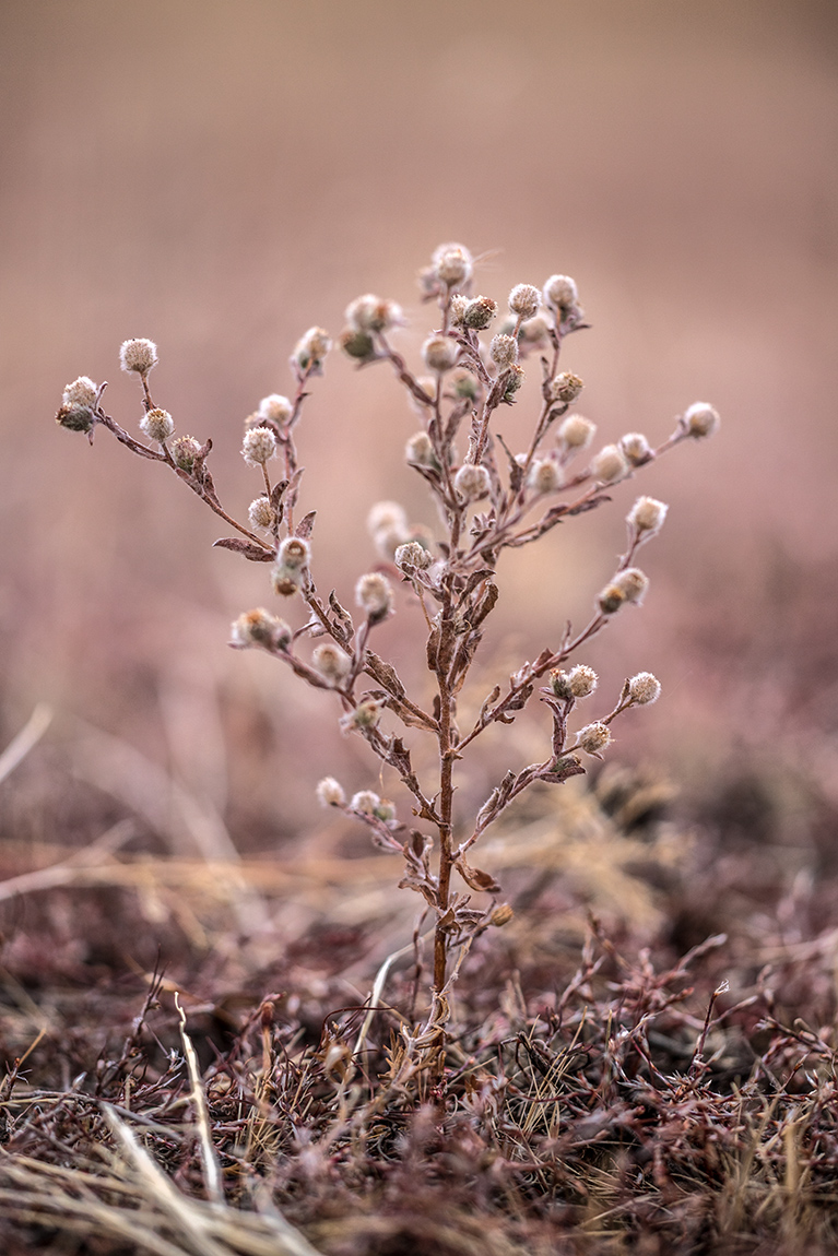Изображение особи Pulicaria vulgaris.