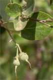 Image of taxon representative. Author is Мария Новикова