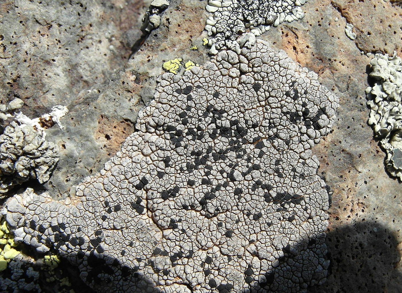 Изображение особи Lecidea tessellata.