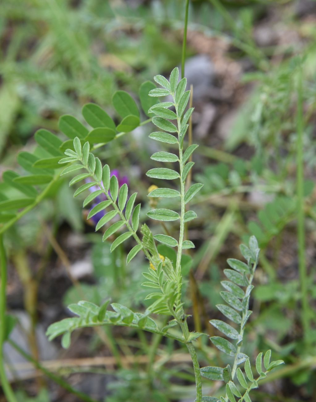 Изображение особи семейство Fabaceae.