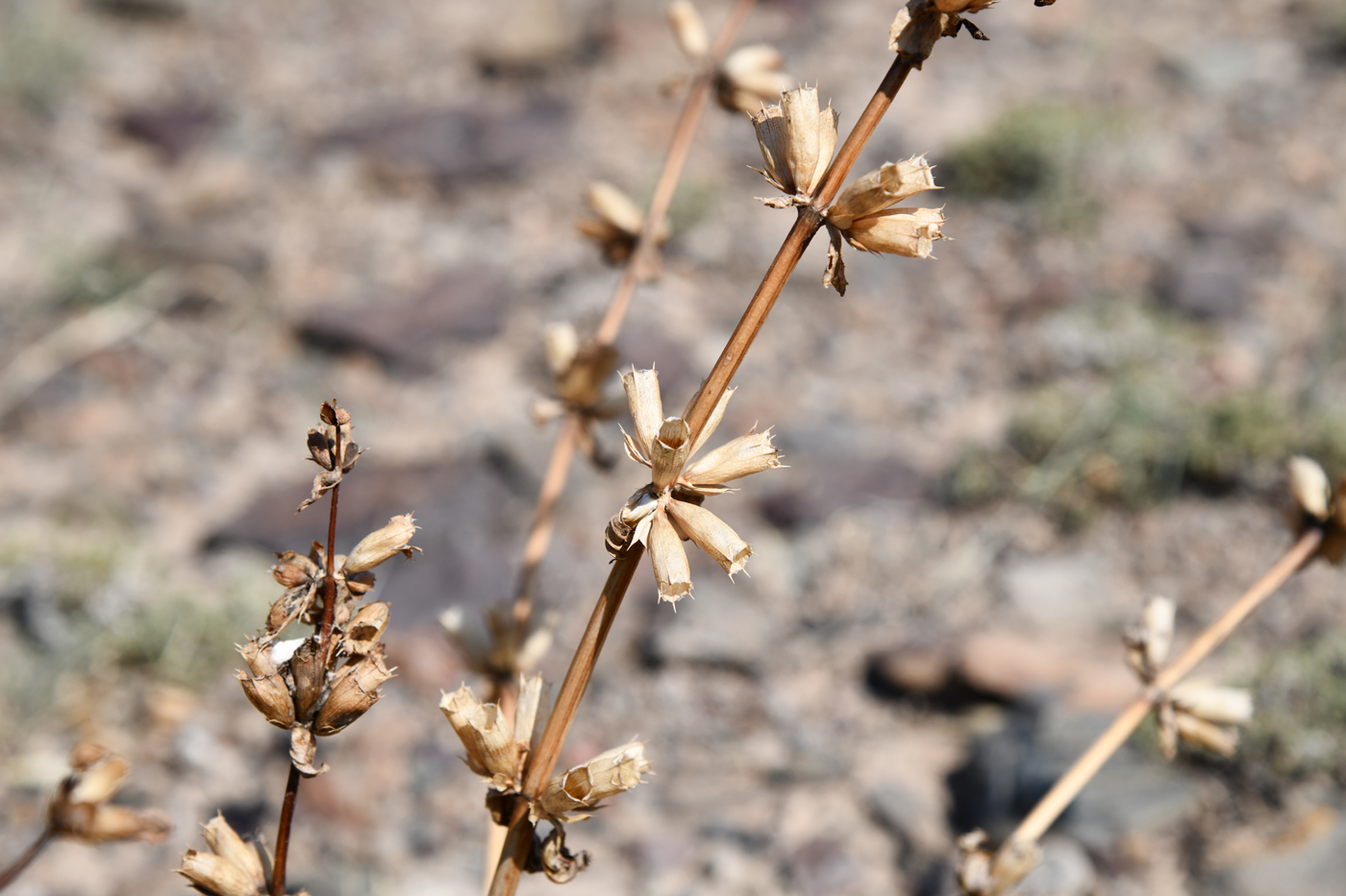 Image of Phlomoides zenaidae specimen.