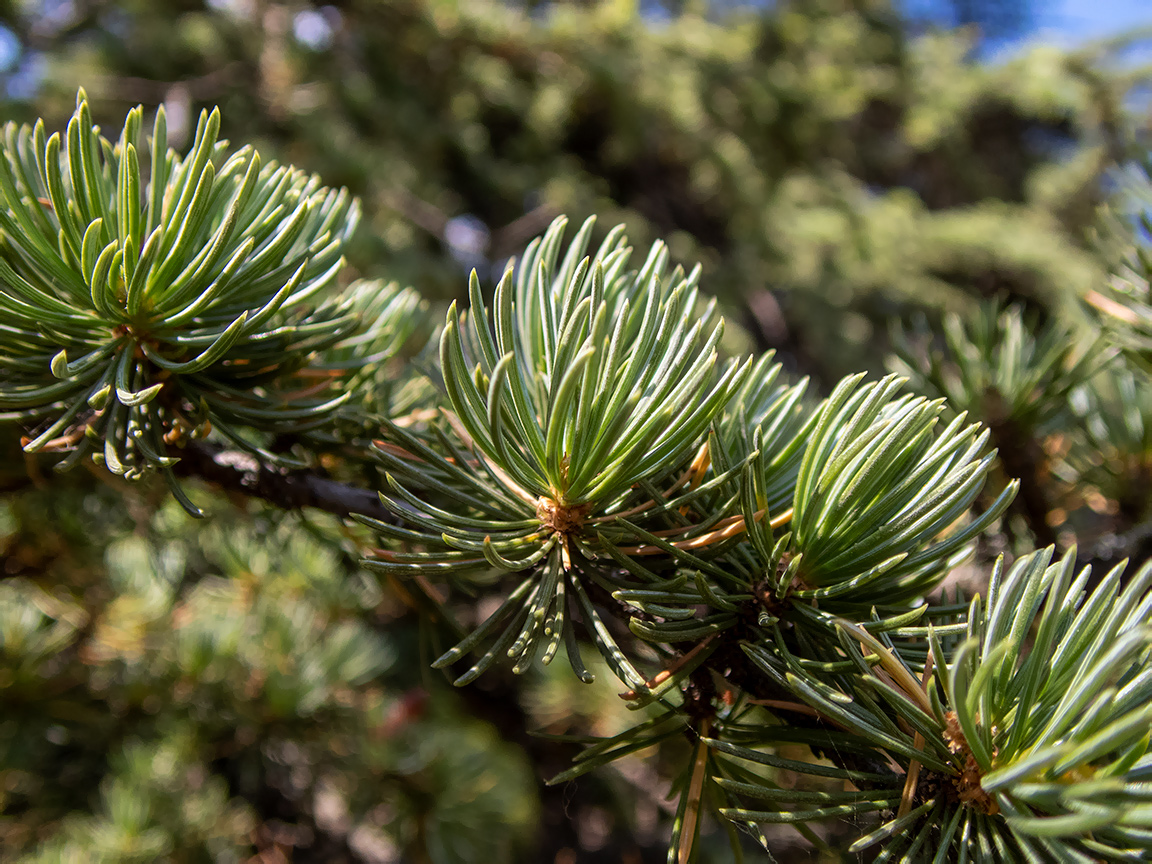 Image of Cedrus libani specimen.