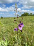 Verbascum phoeniceum