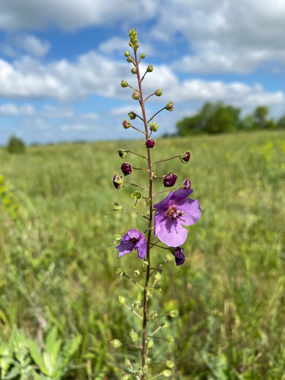 Image of Verbascum phoeniceum specimen.