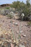 Allium galanthum