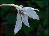Gladiolus murielae