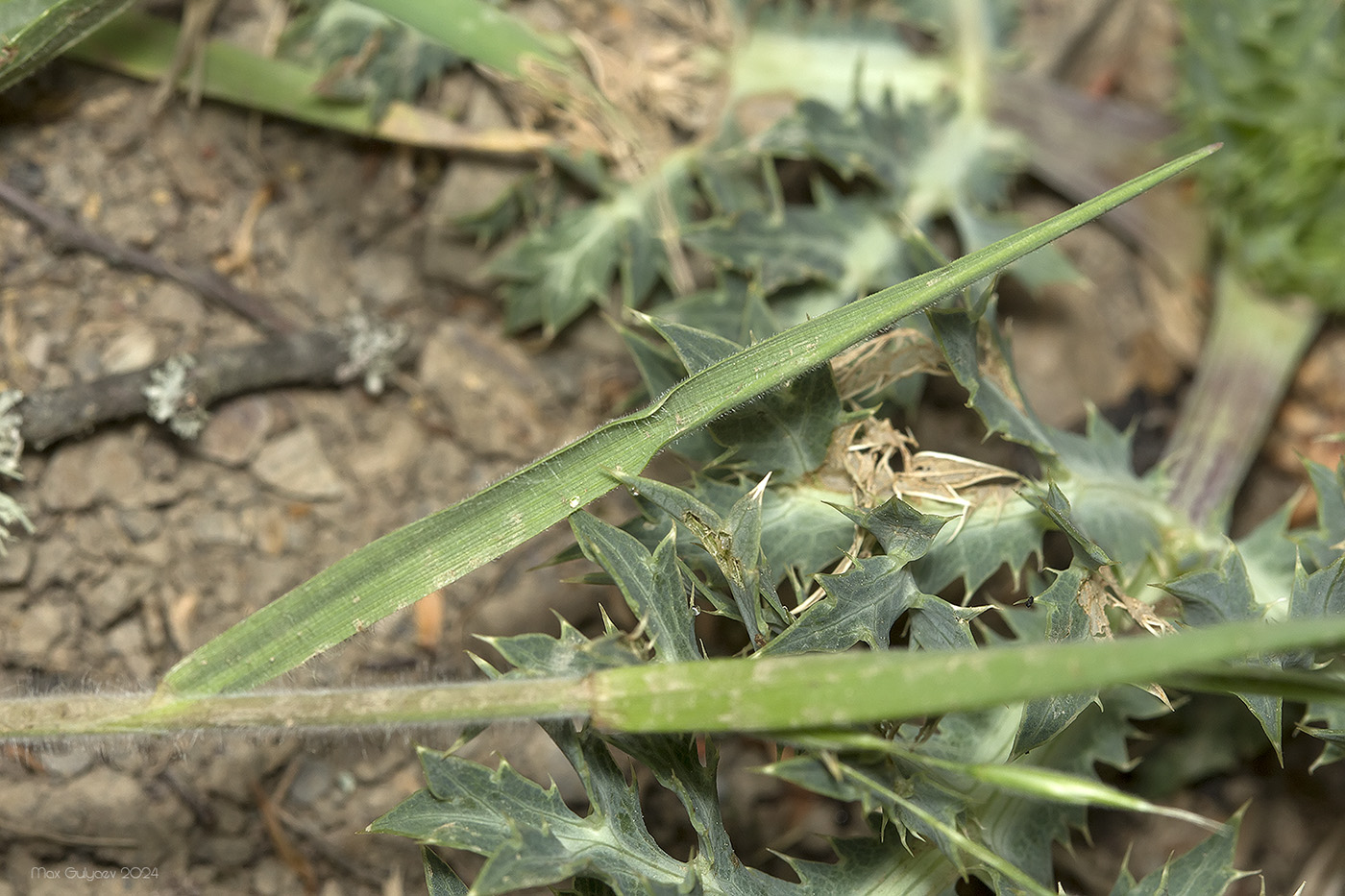 Изображение особи Bromus hordeaceus.