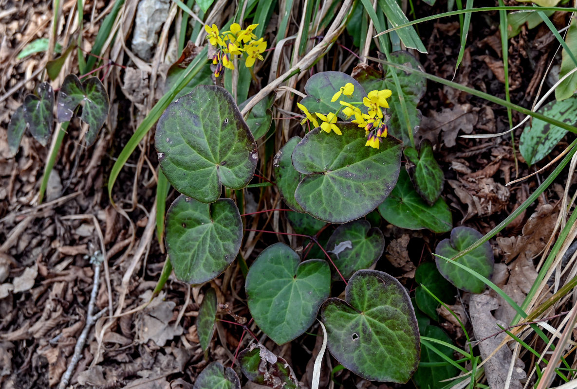 Image of Epimedium colchicum specimen.