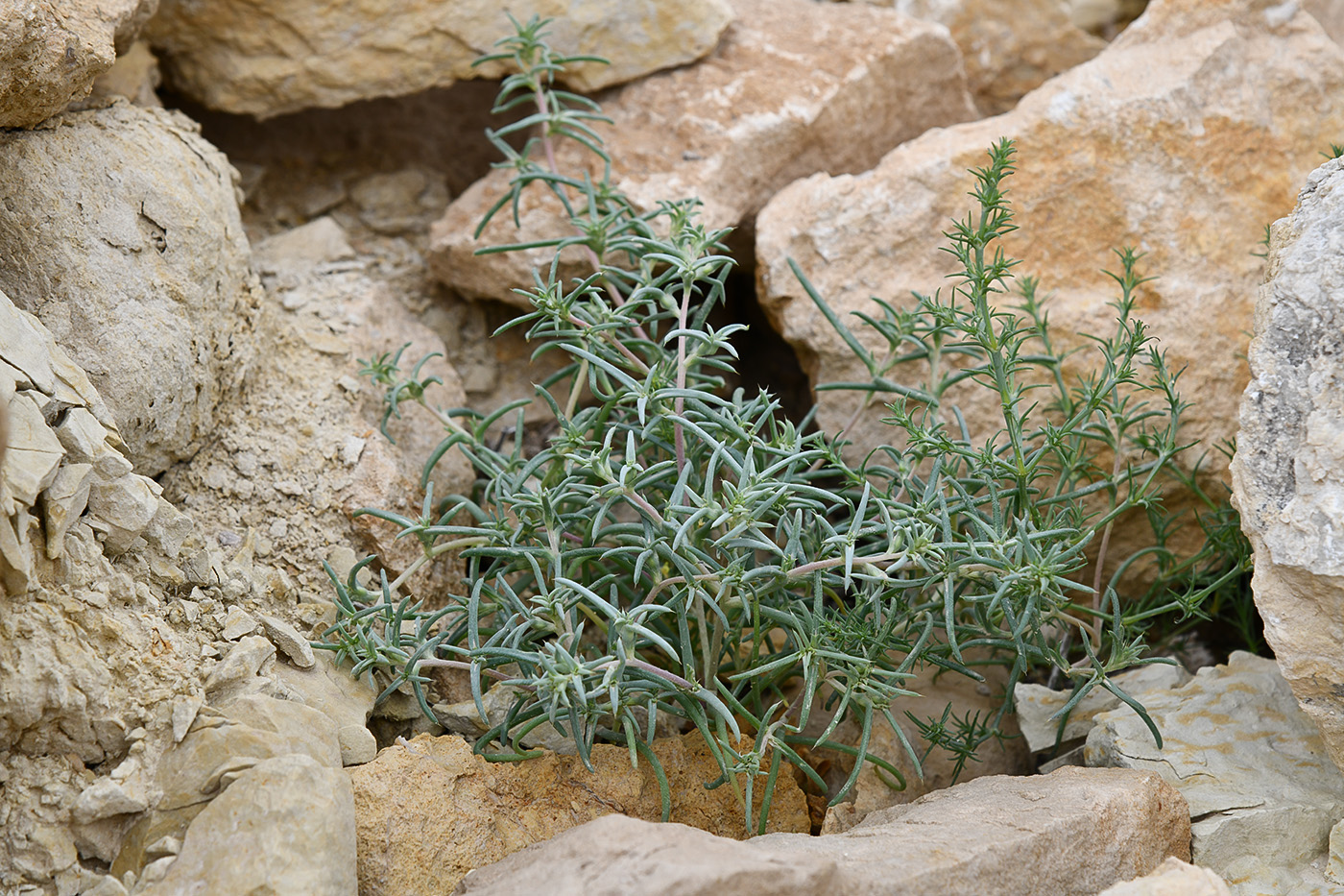 Image of familia Chenopodiaceae specimen.