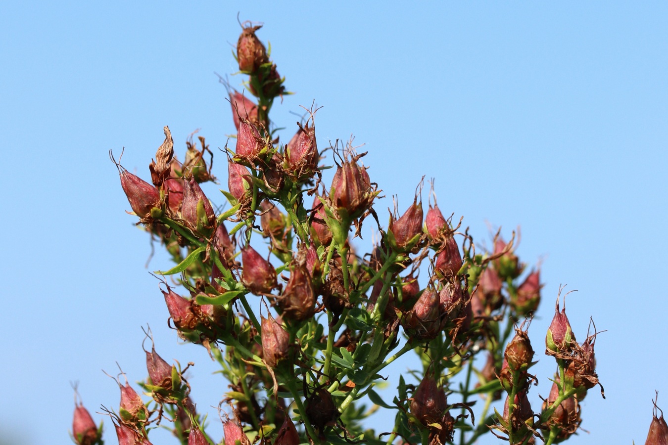 Image of Hypericum perforatum specimen.