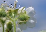 Crataegus maximowiczii