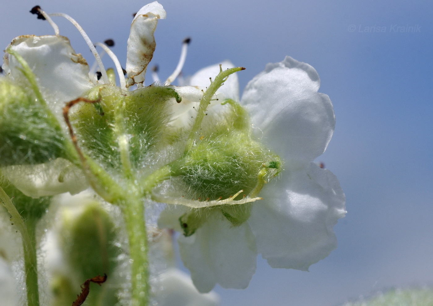 Image of Crataegus maximowiczii specimen.
