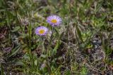 Erigeron alpinus. Цветущие растения. Республика Адыгея, Майкопский р-н, Кавказский биосферный запов., плато Лаго-Наки, СВ склон горы Блям, выс. ок. 2300 м н.у.м., альпийский луг. 05.07.2025.