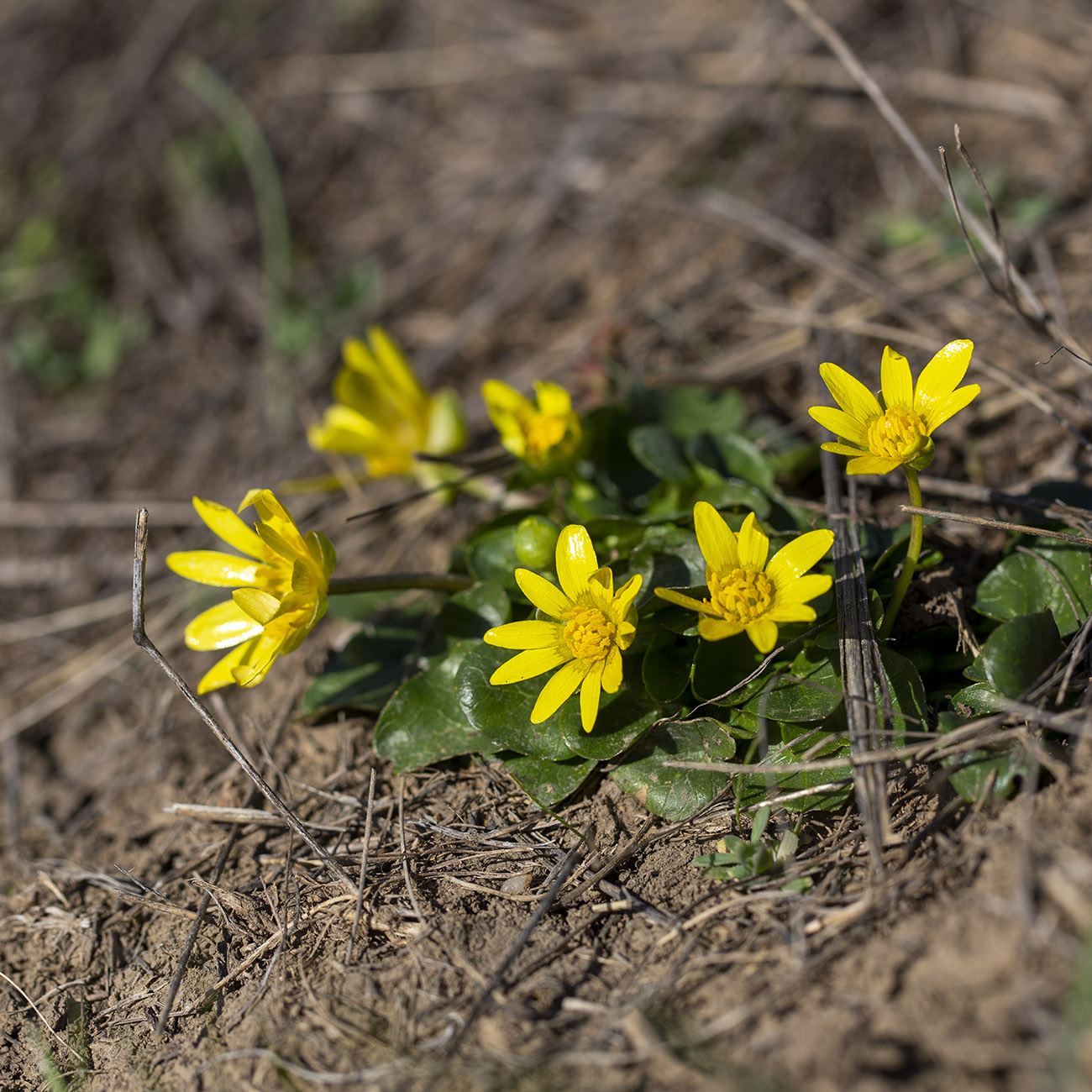 Image of Ficaria verna specimen.