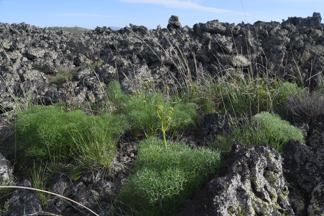 Image of familia Apiaceae specimen.