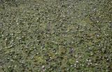 Hydrocharis morsus-ranae. Аспект цветущих растений. Татарстан, Агрызский р-н, с. Красный Бор, Нижнекамское водохранилище, мелководье. 08.08.2025.
