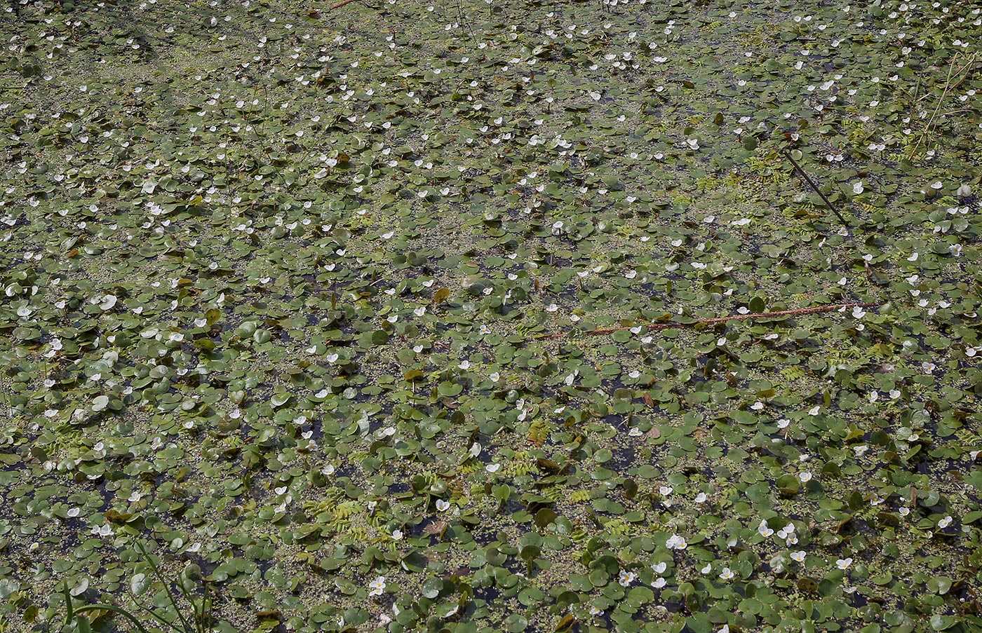 Image of Hydrocharis morsus-ranae specimen.