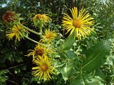 Inula helenium. Верхушка цветущего растения. Хабаровский край, окр. г. Комсомольск-на-Амуре, обочина грунтовой дороги. 02.08.2025.