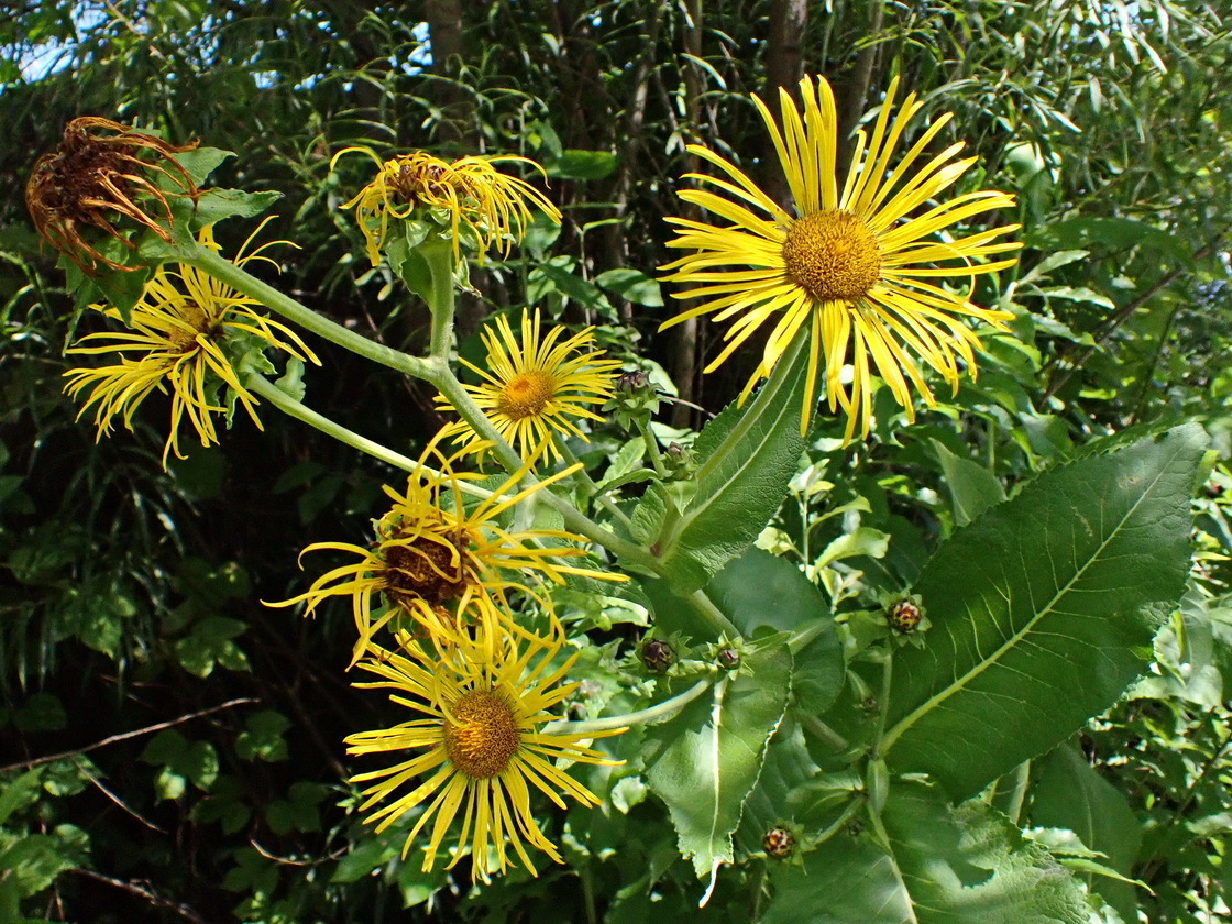 Изображение особи Inula helenium.