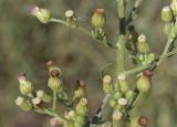 Conyza sumatrensis. Часть общего соцветия. Испания, Каталония, пров. Жирона, комарка Баш Эмпорда, муниципалитет Калонже, залежь. 30.08.2025.