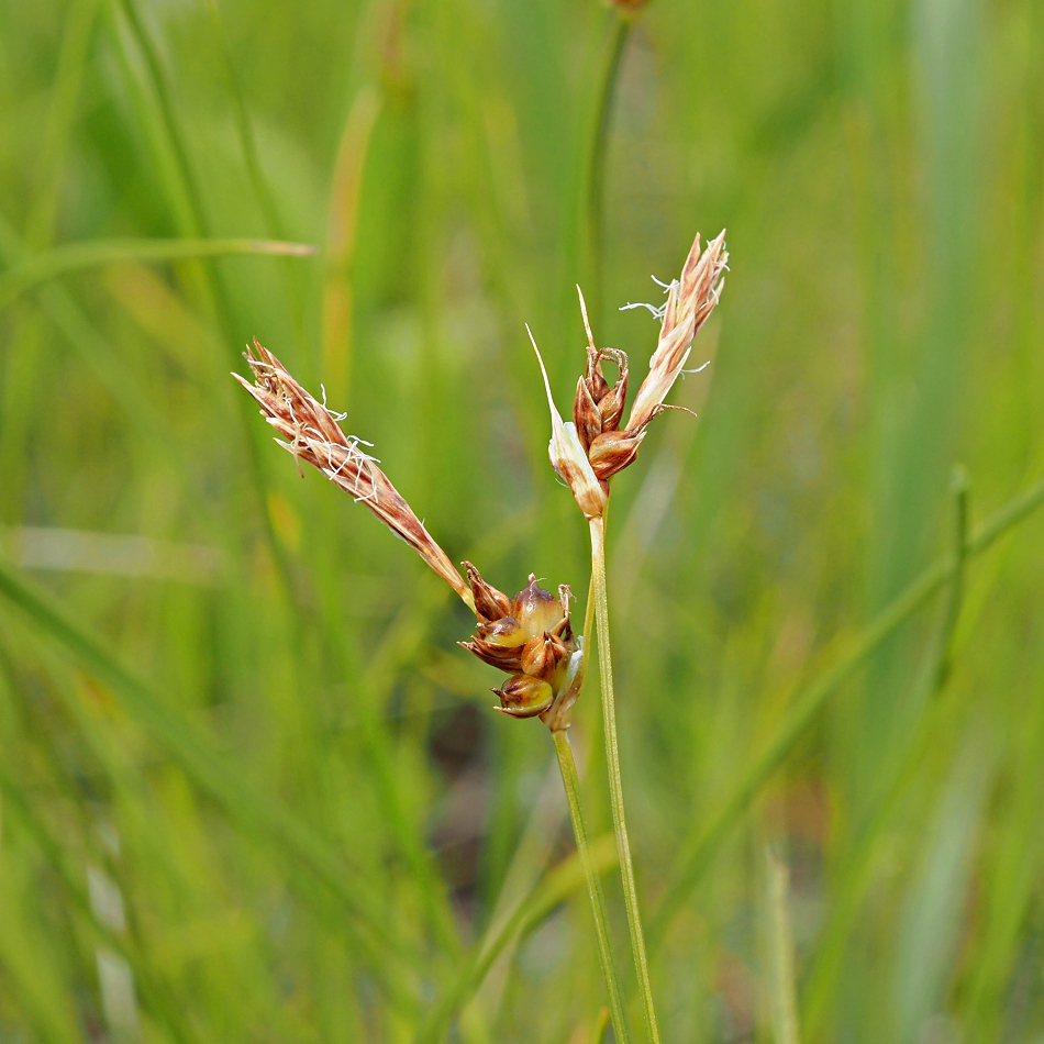 Изображение особи Carex supina.