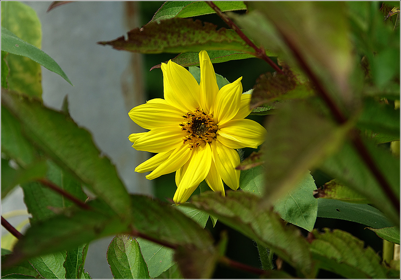 Изображение особи Helianthus annuus.