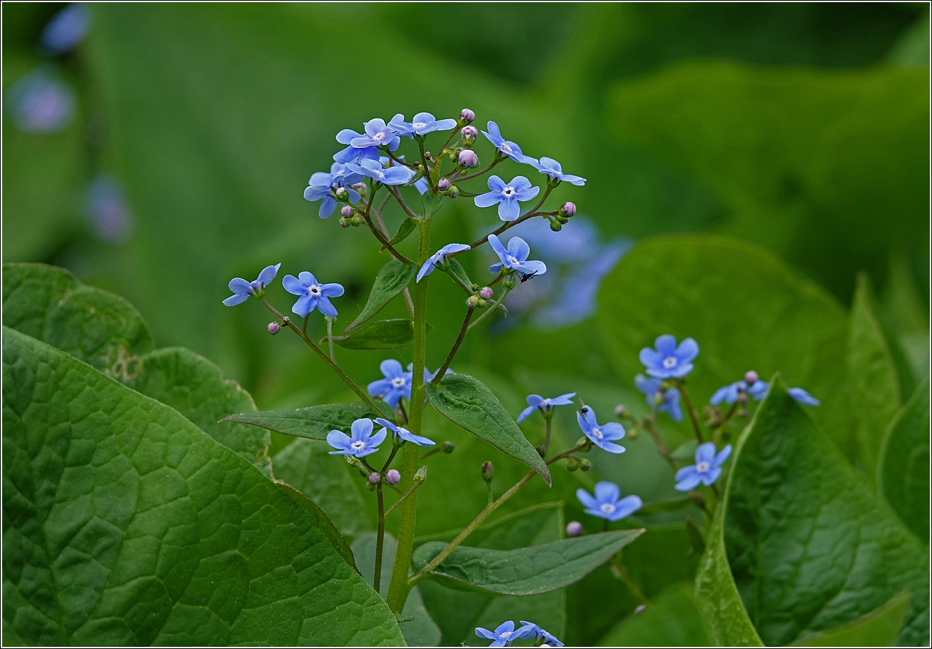 Изображение особи Brunnera sibirica.