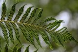 Cyathea cooperi
