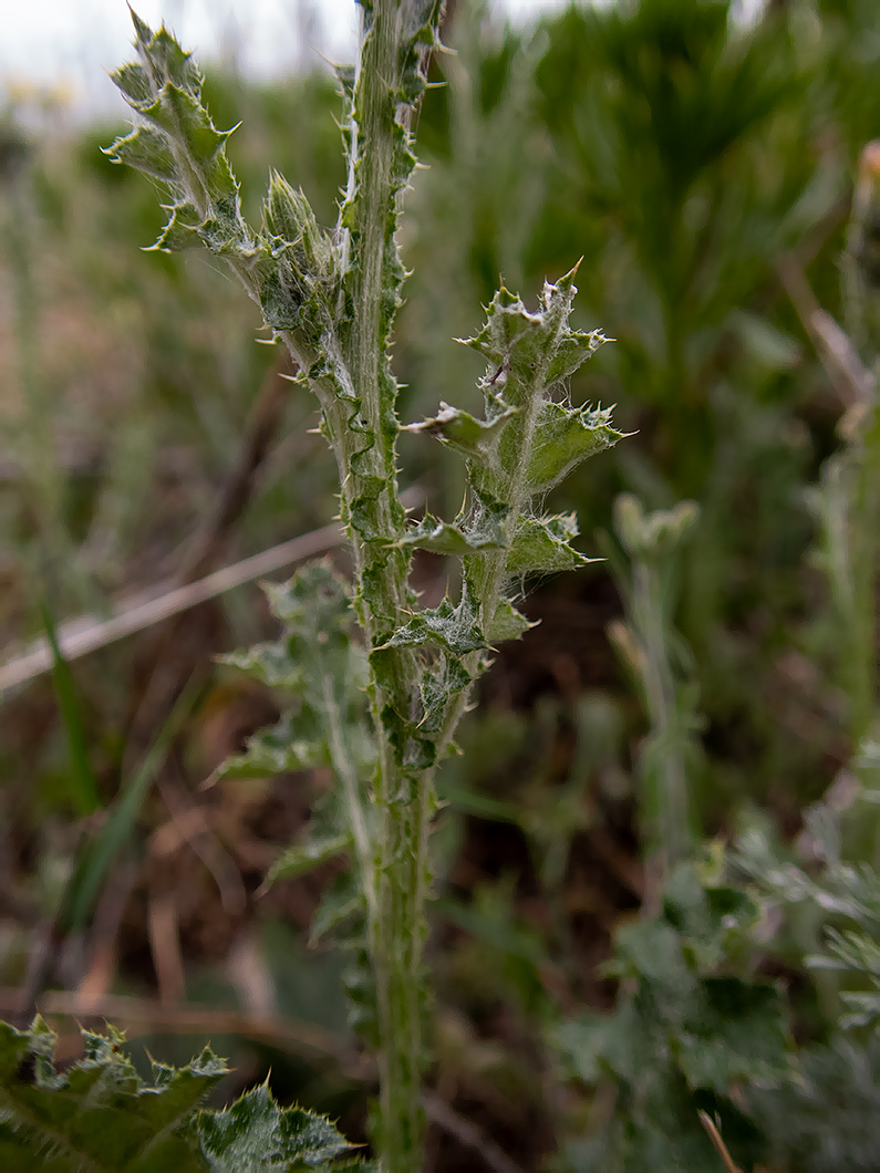 Image of Carduus cinereus specimen.
