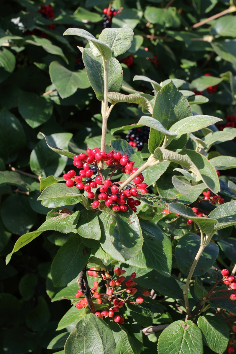 Изображение особи Viburnum lantana.