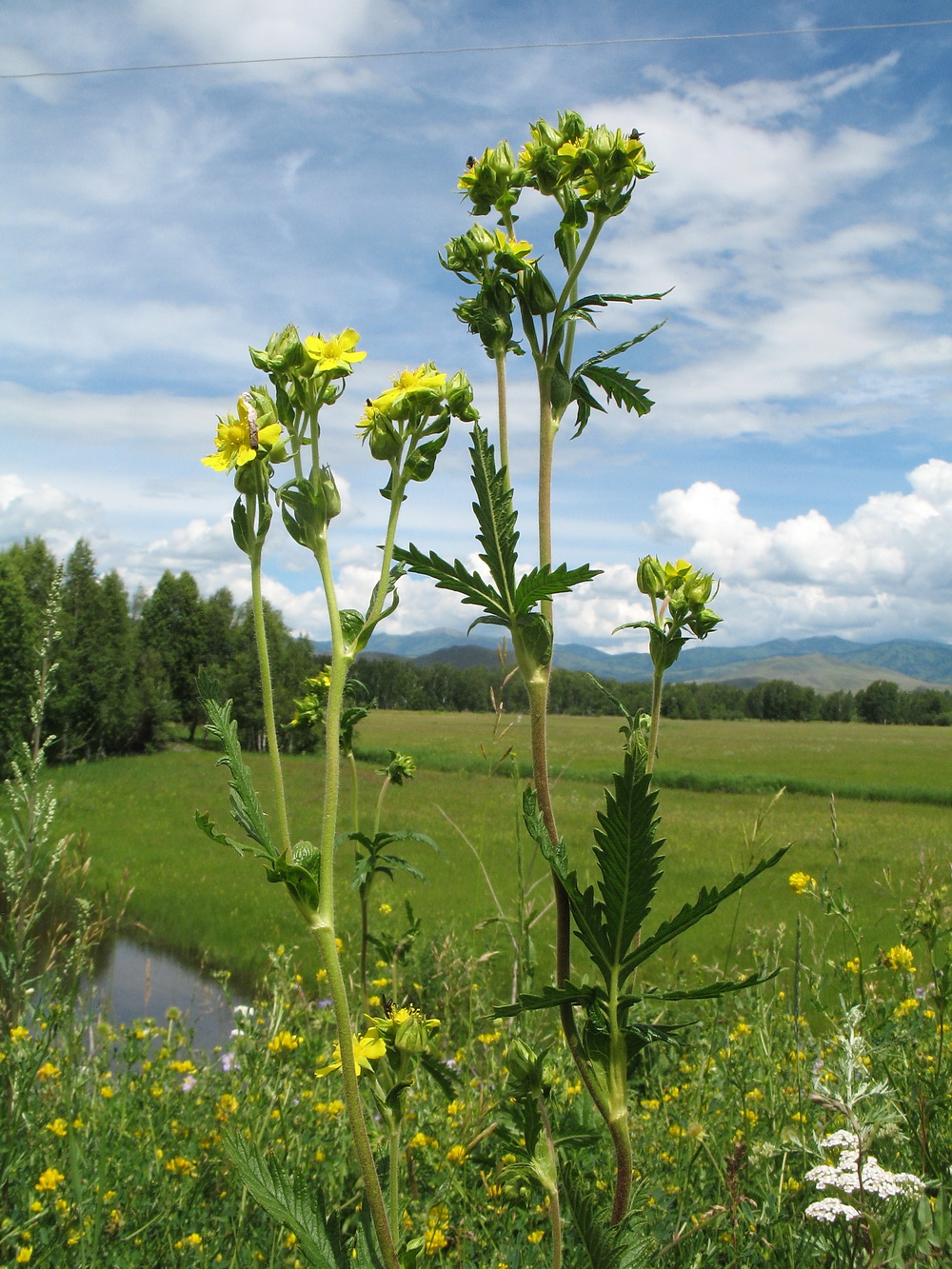 Изображение особи Potentilla chrysantha.