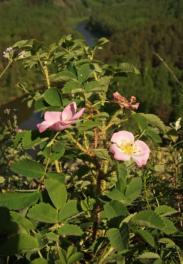 Изображение особи Rosa acicularis.